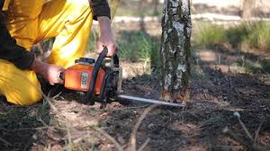 Best Tree Risk Assessment  in Byers, CO