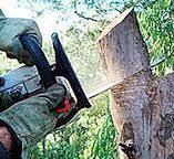 Trusted Byers, CO Tree Services Experts