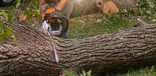 Best Hazardous Tree Removal  in Byers, CO
