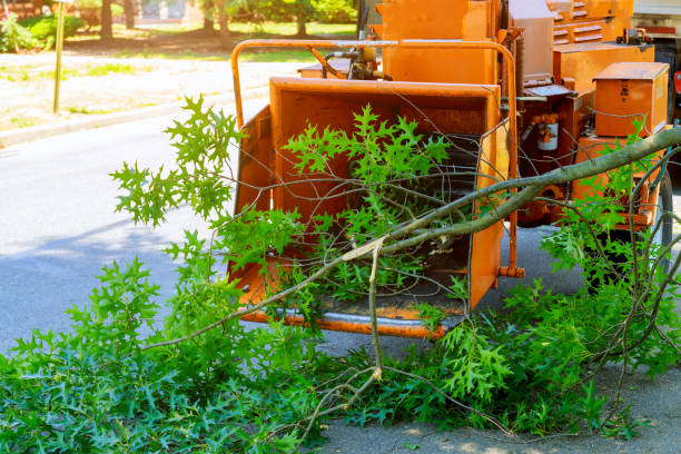 How Our Tree Care Process Works  in  Byers, CO