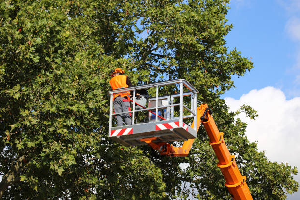 Best Lawn Pest Prevention  in Byers, CO