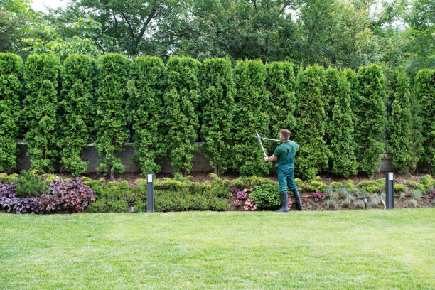 Best Tree Cabling and Bracing  in Byers, CO