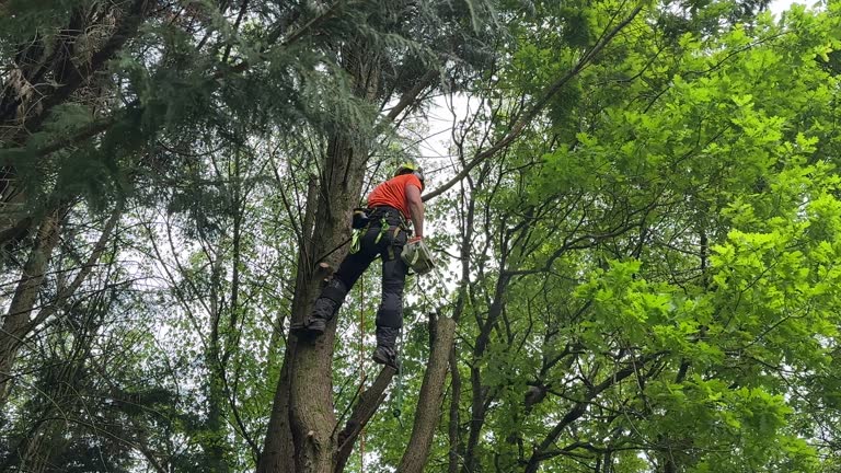  Byers, CO Tree Services Pros