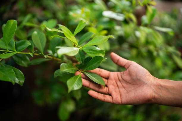 Best Tree Maintenance Programs  in Byers, CO