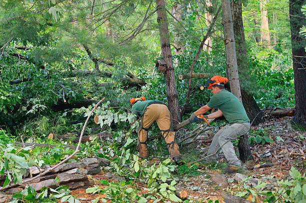 Best Tree Preservation Services  in Byers, CO