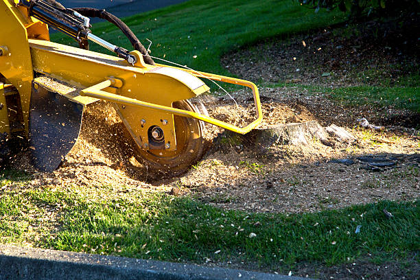 Best Lawn Grading and Leveling  in Byers, CO