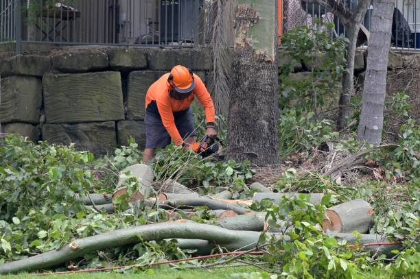 How Our Tree Care Process Works  in  Byers, CO